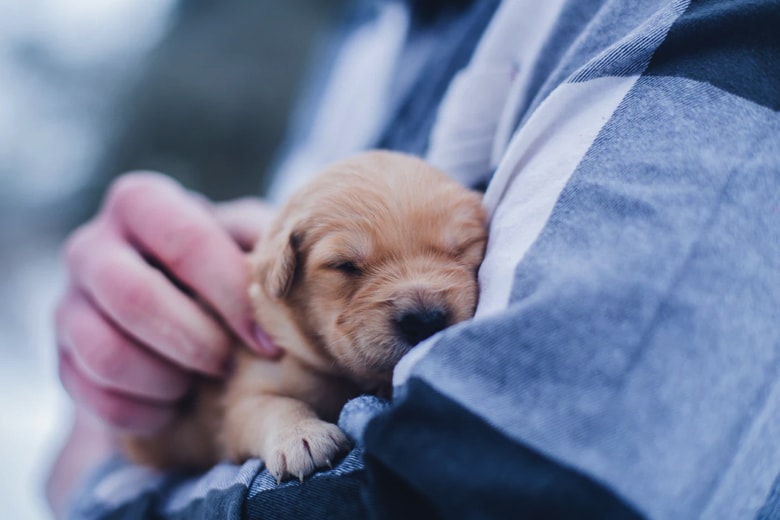 Puppy Prep: A Checklist for New Puppy Owners