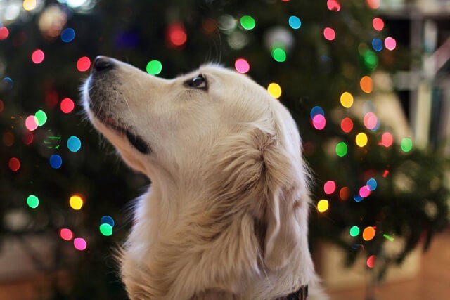 Save the Tree! Tips for Pet-Proofing Your Christmas Tree