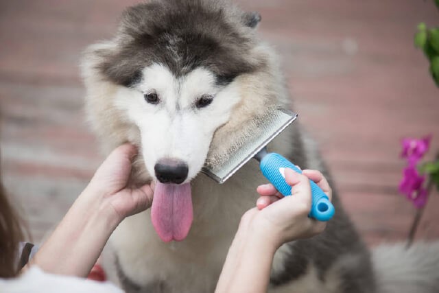 The Ultimate Guide to Home Dog Grooming