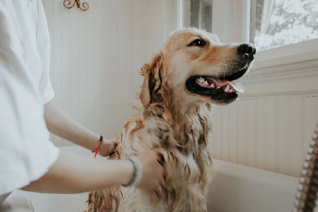  The Ultimate Guide to Home Dog Grooming