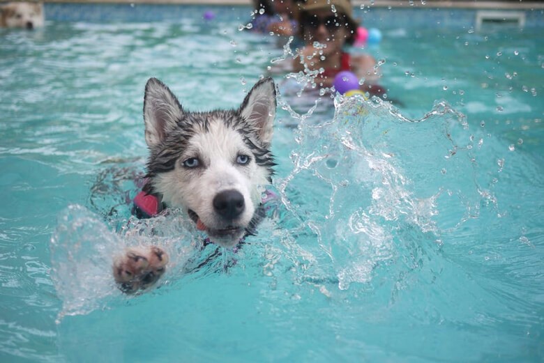 Understanding Dog Hydrotherapy and Its Benefits