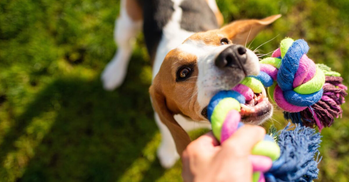 What First-Time Dog Owners Must Consider When Buying Toys for Your Pet