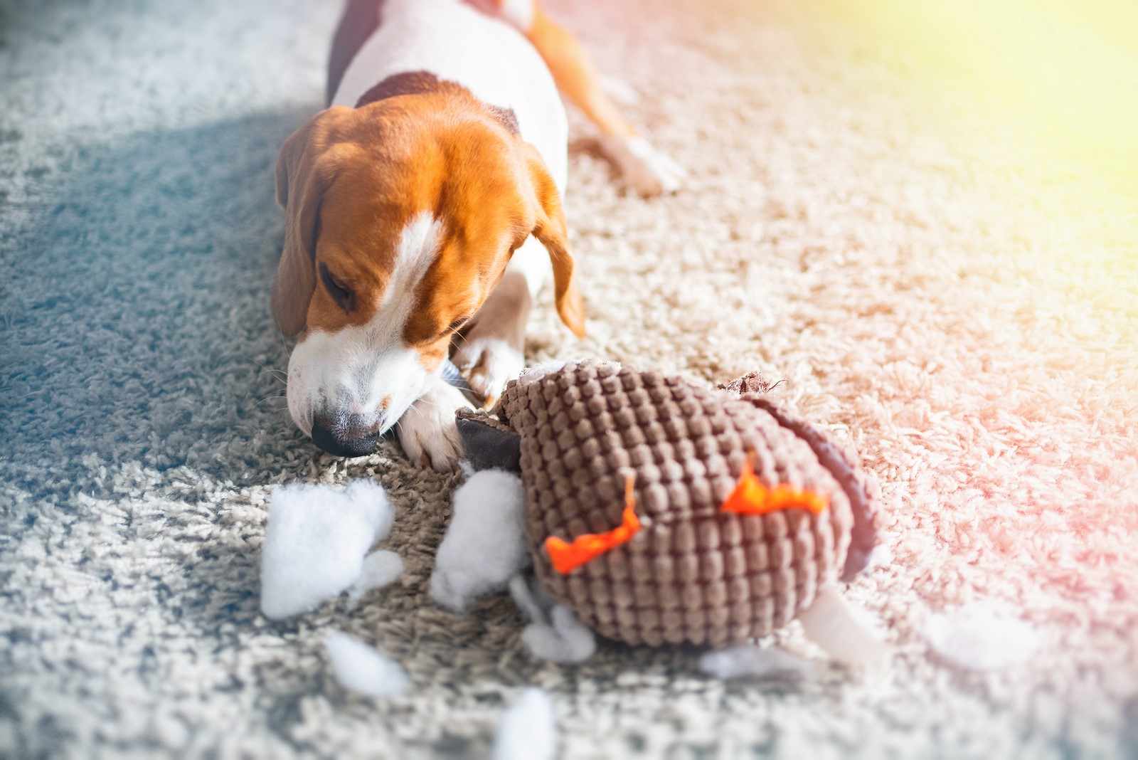 What First-Time Dog Owners Must Consider When Buying Toys for Your Pet