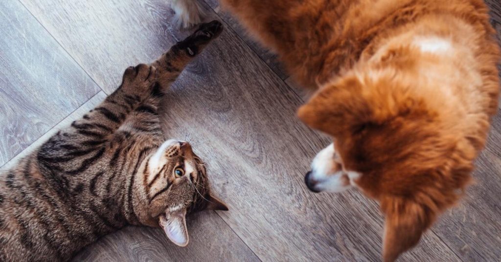 What Your Pet’s Behaviour Say About Its Well-Being