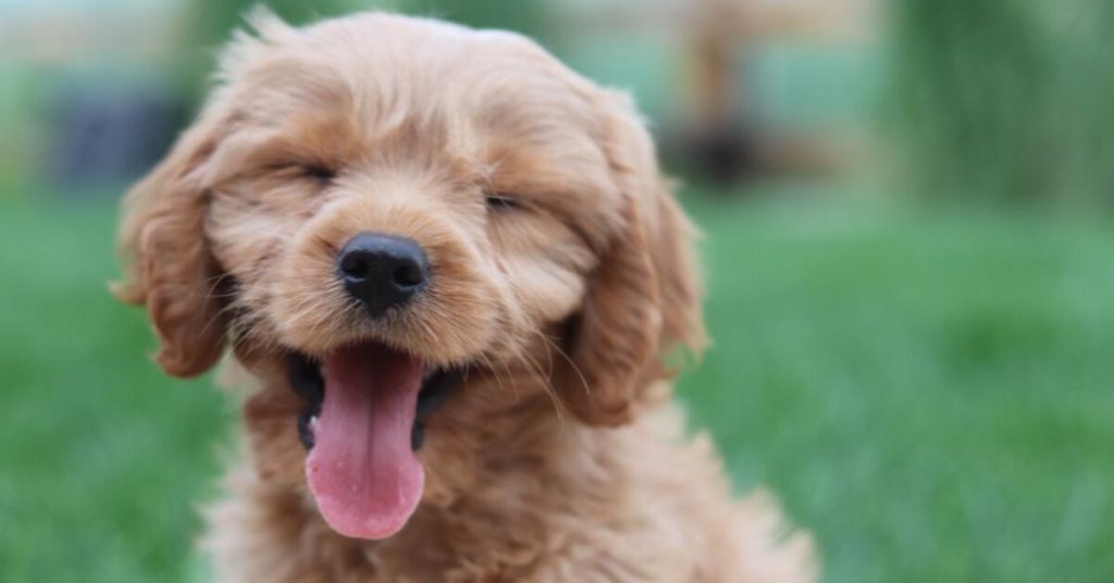 Which Dog Breed Is The Perfect Fit For Your Personality?