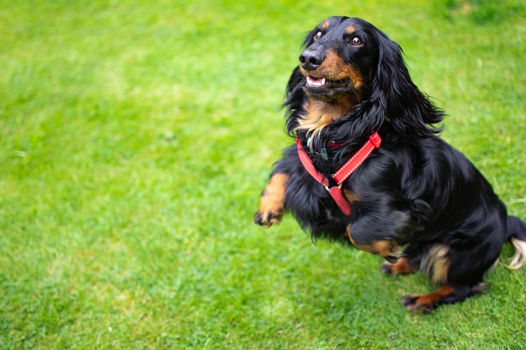 Which Dog Breed Is The Perfect Fit For Your Personality?