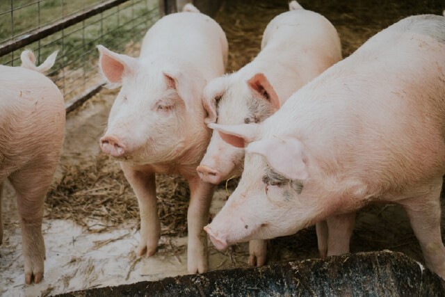 Year of the Pig: 5 Intriguing Facts About These Oink-Standing Creatures