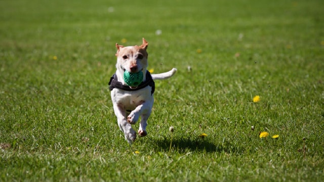 Keep Your Pet Active with These 6 Pet Workouts