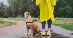 4 Precautions for Pet Owners Who Walk Their Dogs Rain or Shine