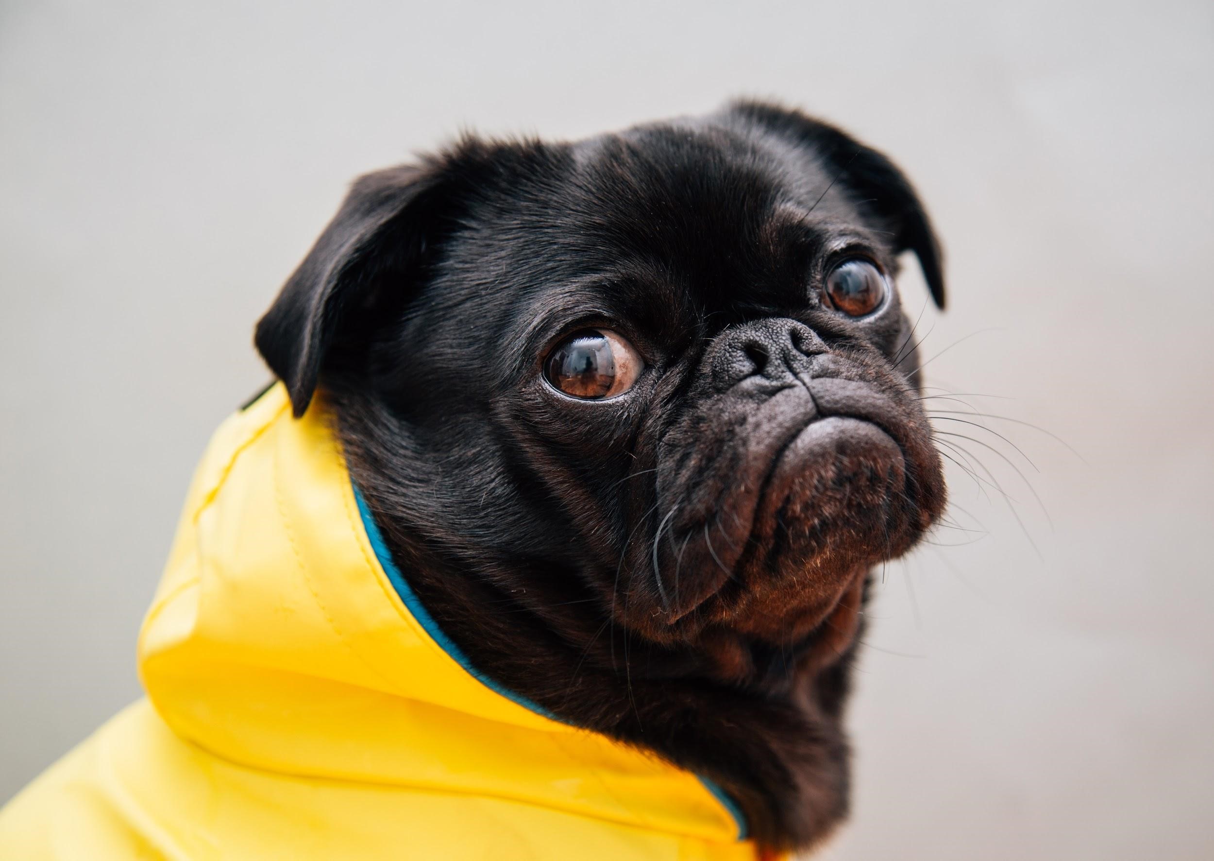 4 Precautions for Pet Owners Who Walk Their Dogs Rain or Shine