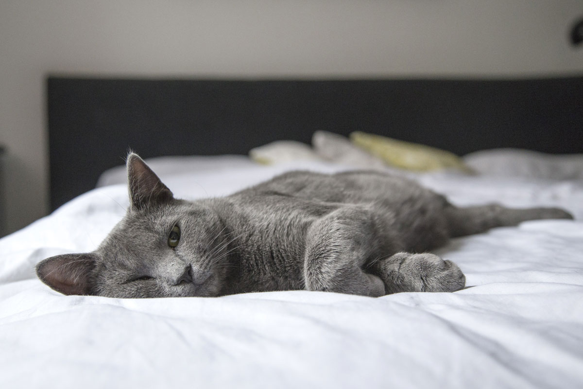 4 Proven Benefits of Being A Cat Owner