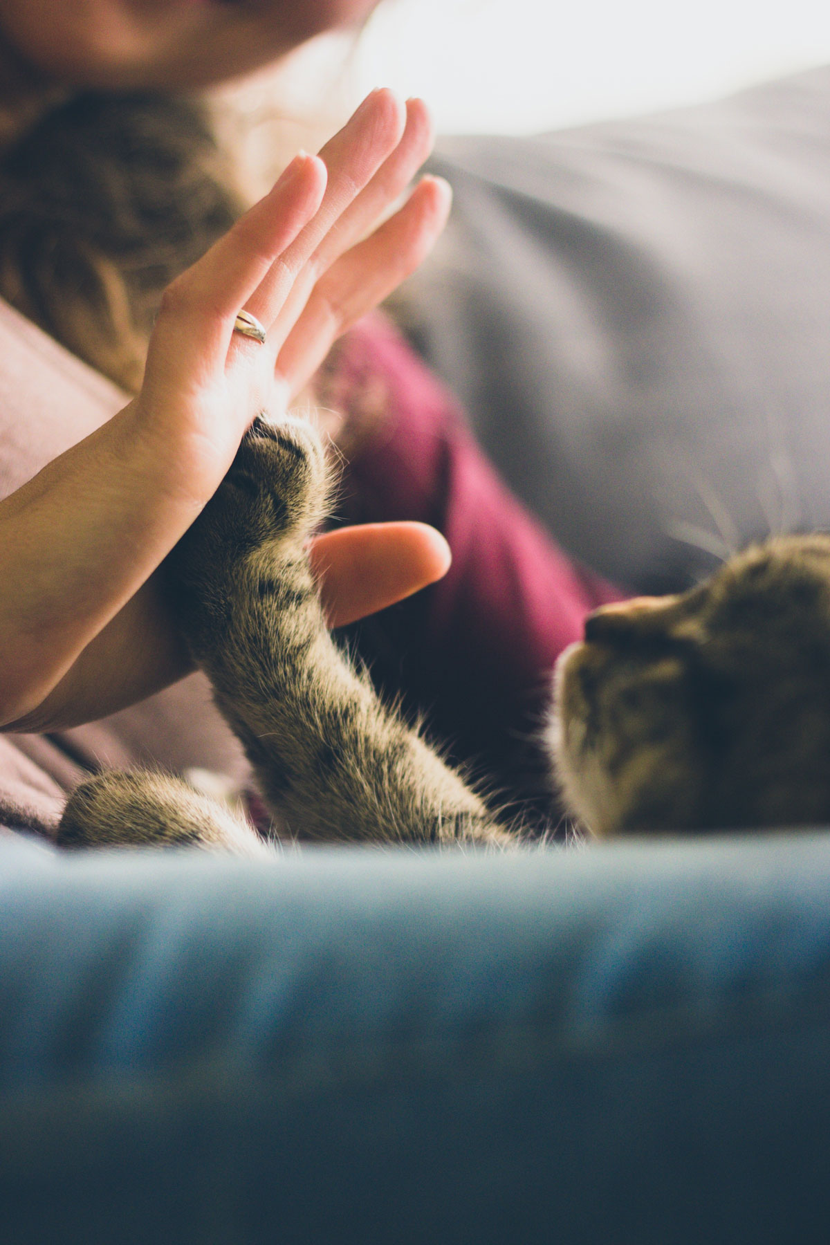 4 Proven Benefits of Being A Cat Owner