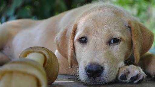 4 Reasons Why You Shouldn’t Give Your Dogs Rawhide