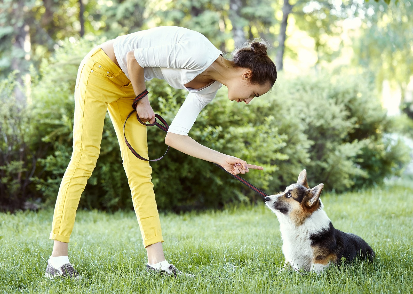 5 Tips to Train Your Dog Properly