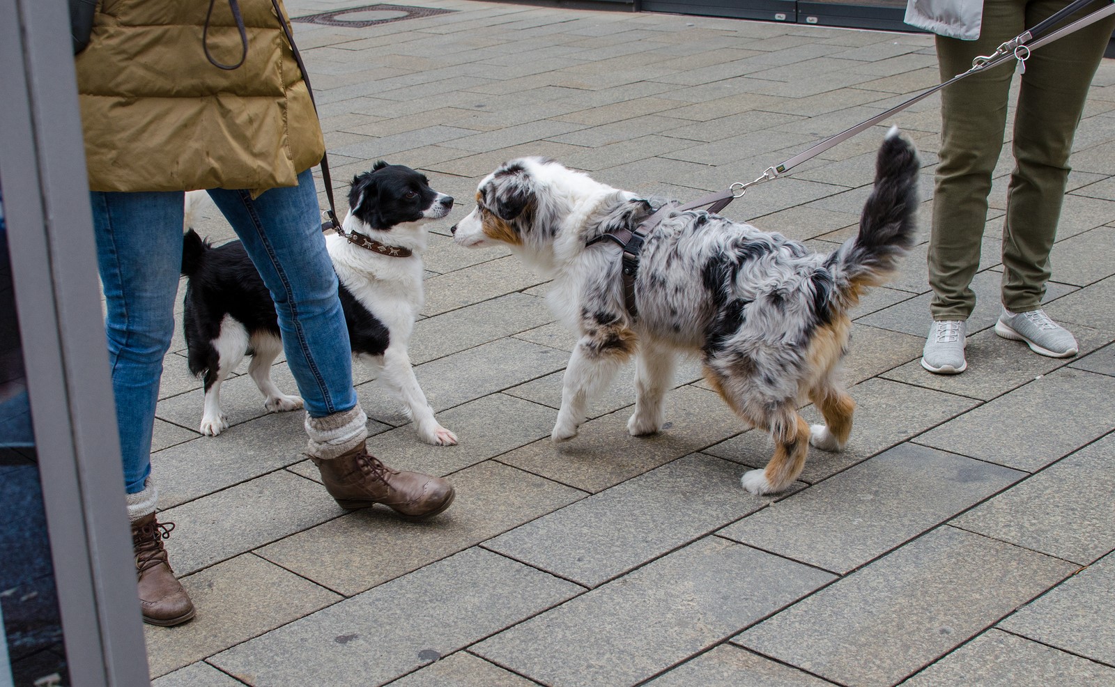 5 Tips to Train Your Dog Properly