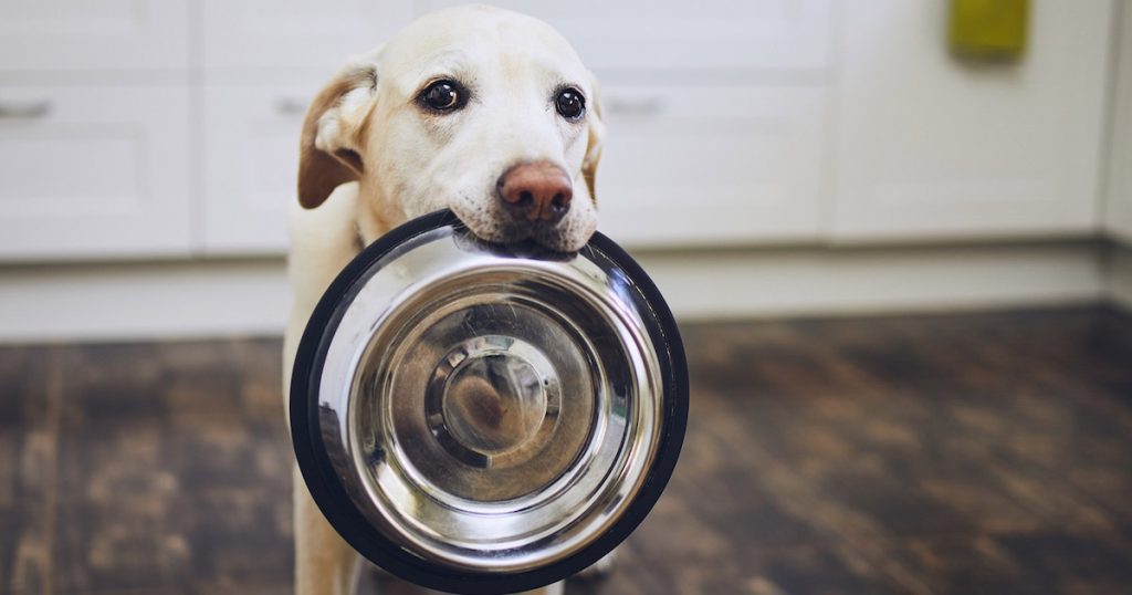 6 Benefits of Feeding Your Pet A Raw Food Diet