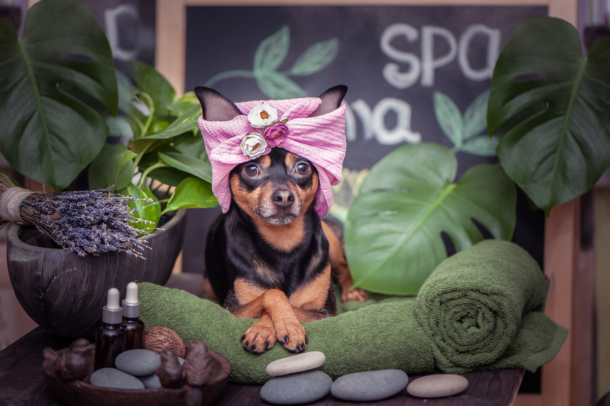 7 Benefits of Pulsed Electromagnetic Field (PEMF) Therapy For Your Pet
