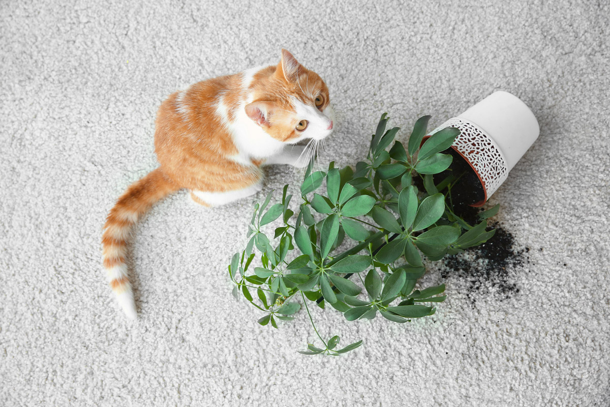 7 Ways to Prepare Your Home for A Cat in Singapore