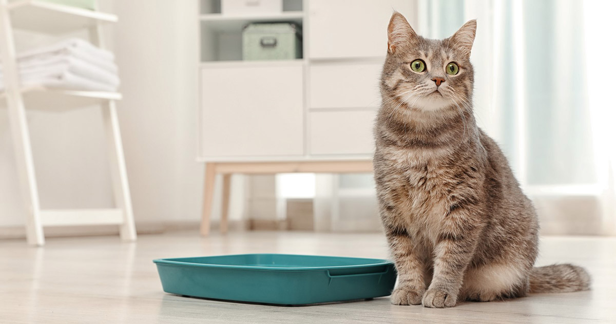 Why Is Your Cat Not Using Its Litter Box?