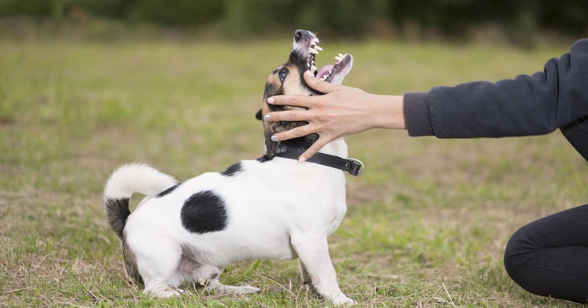 A Guide on How to Properly Handle Aggressive Behaviour in Dogs