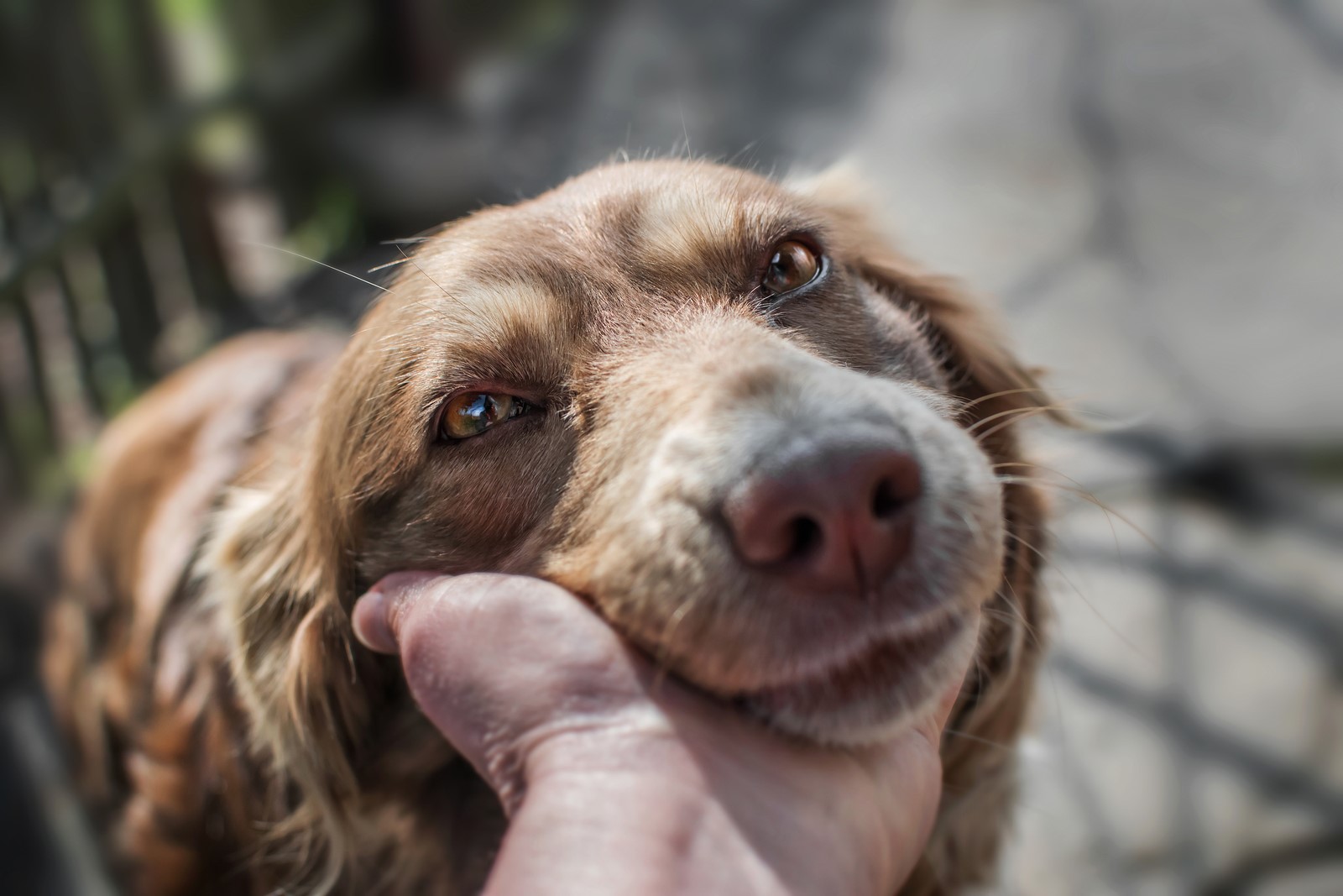 A Guide on How to Properly Handle Aggressive Behaviour in Dogs