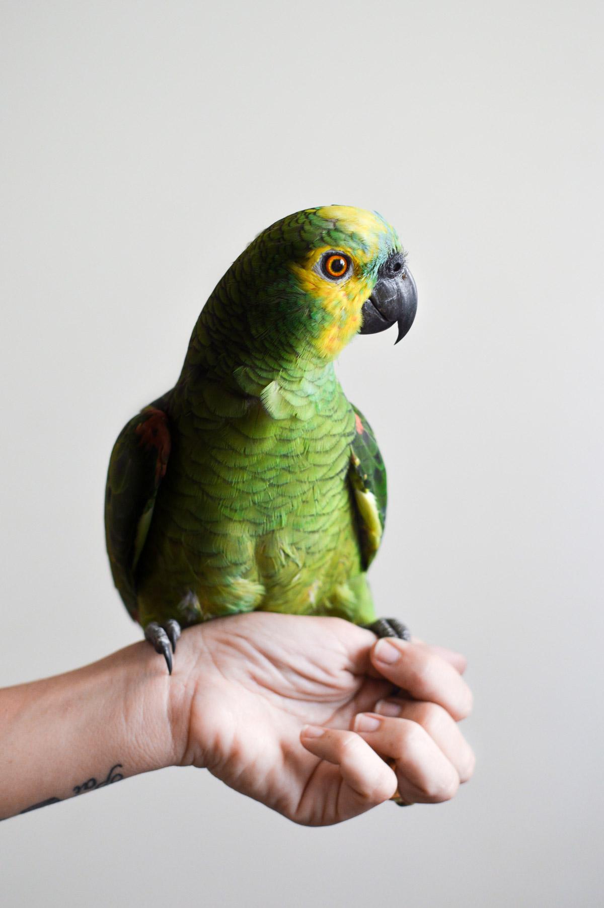 A Guide to Parrot Training