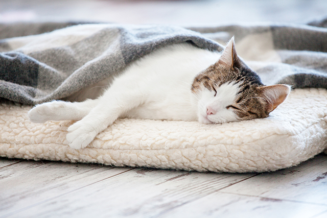 Cat Colds: Symptoms to Look Out For