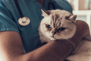 Cat Colds: Symptoms to Look Out For