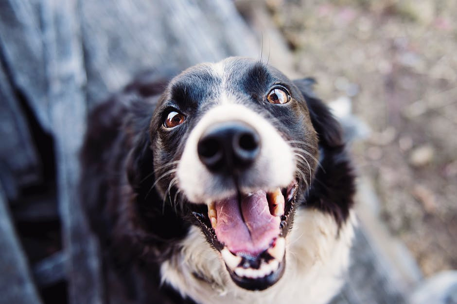 Does Your Dog Understand You More Than You Think?