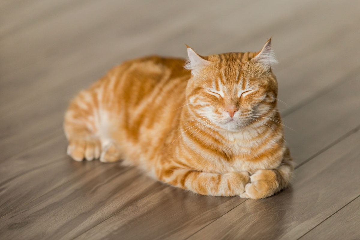 Feline Body Language: Understanding Your Cat’s Behaviour