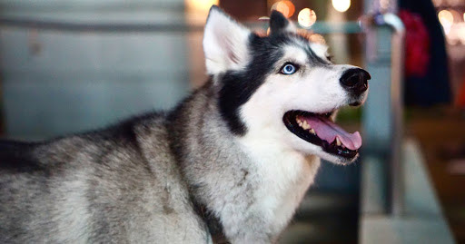 How to Care for A Husky in Tropical Singapore