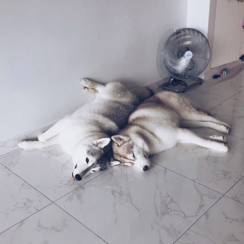 How to Care for A Husky in Tropical Singapore