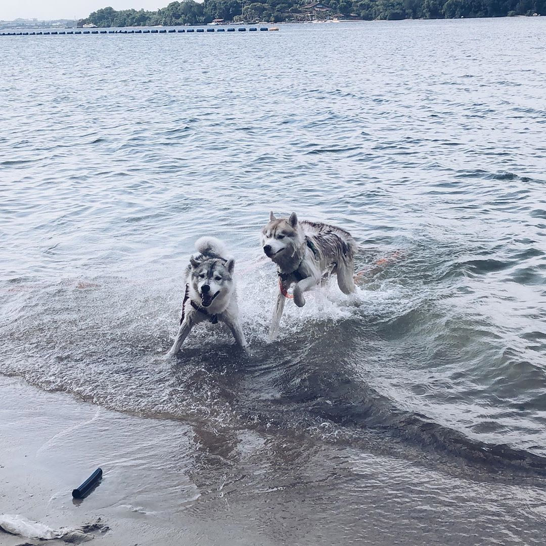 How to Care for A Husky in Tropical Singapore