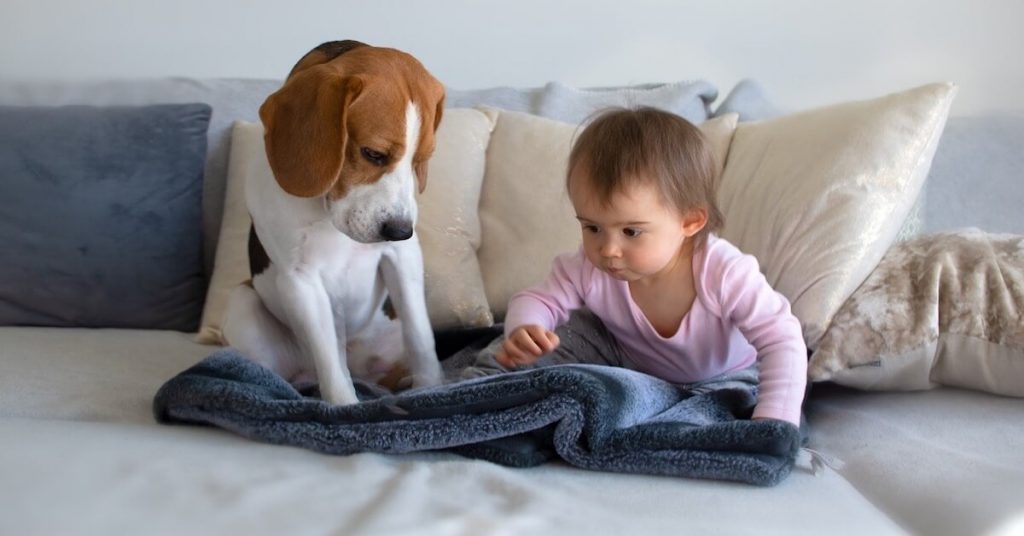 How To Introduce Your Dog To Your Newborn