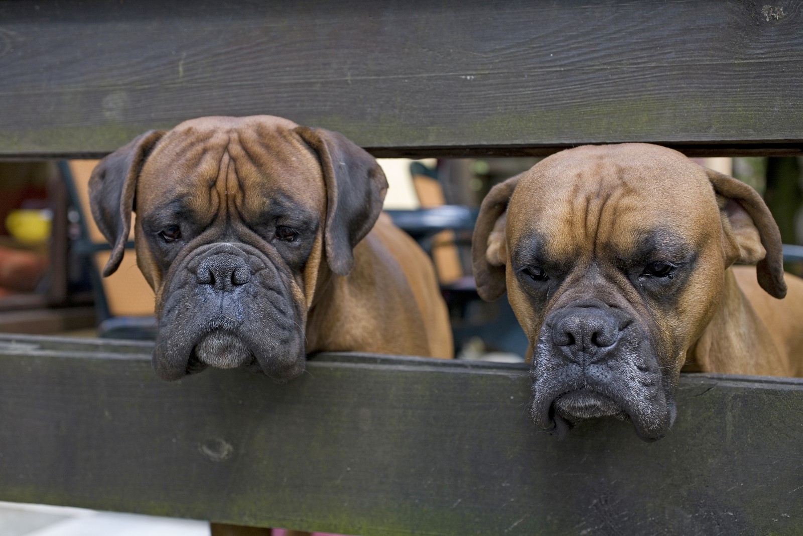 Inbreeding in Dogs: Why It Happens & Why It’s Bad