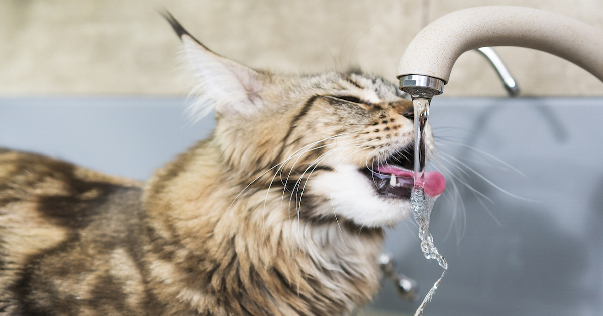 My Cat Hates Drinking Water: The Dangers of Dehydration