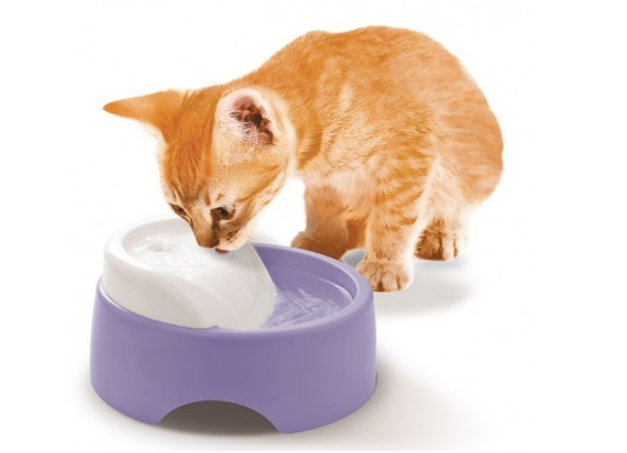 My Cat Hates Drinking Water: The Dangers of Dehydration