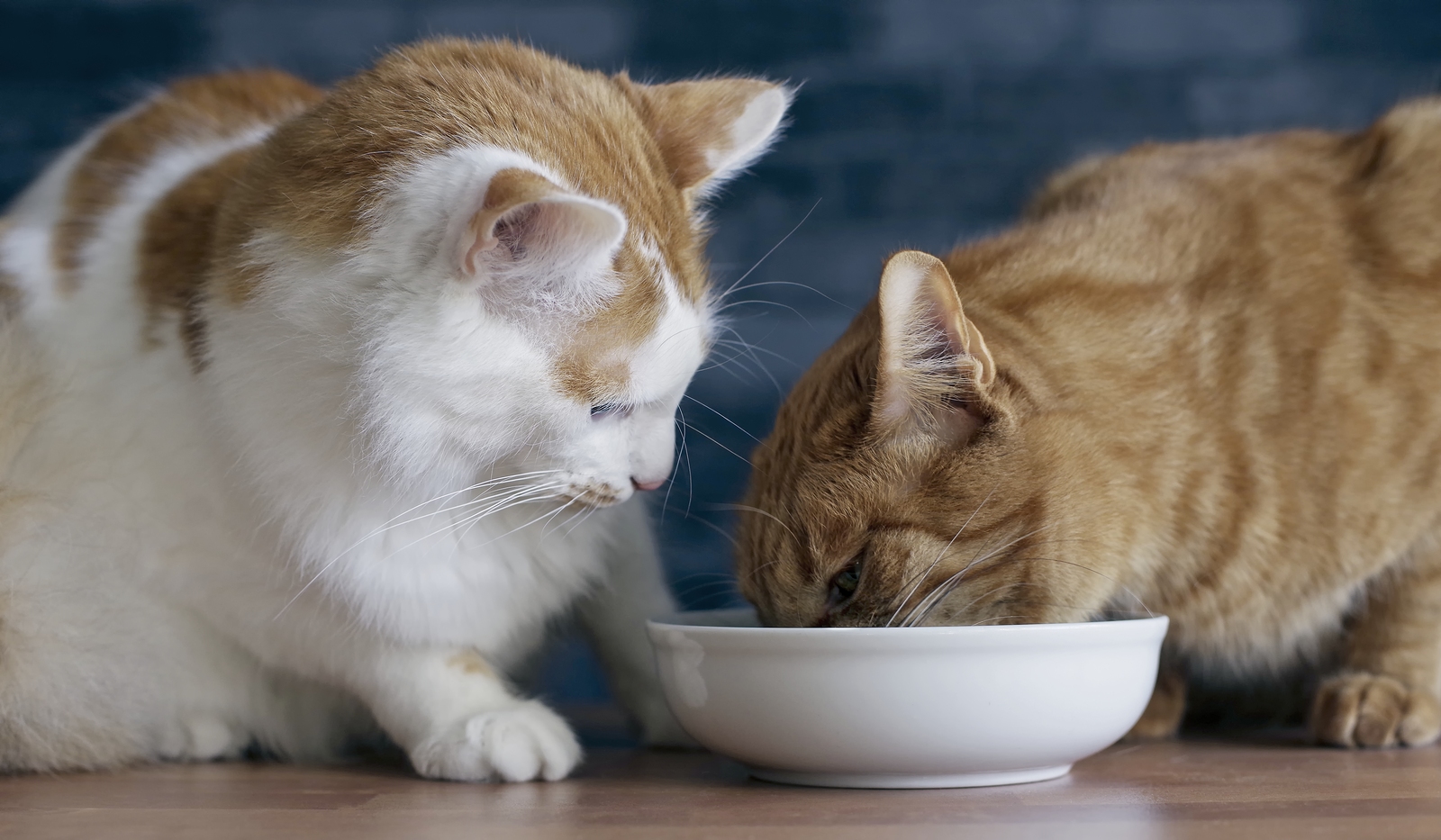 My Cat Hates Drinking Water: The Dangers of Dehydration