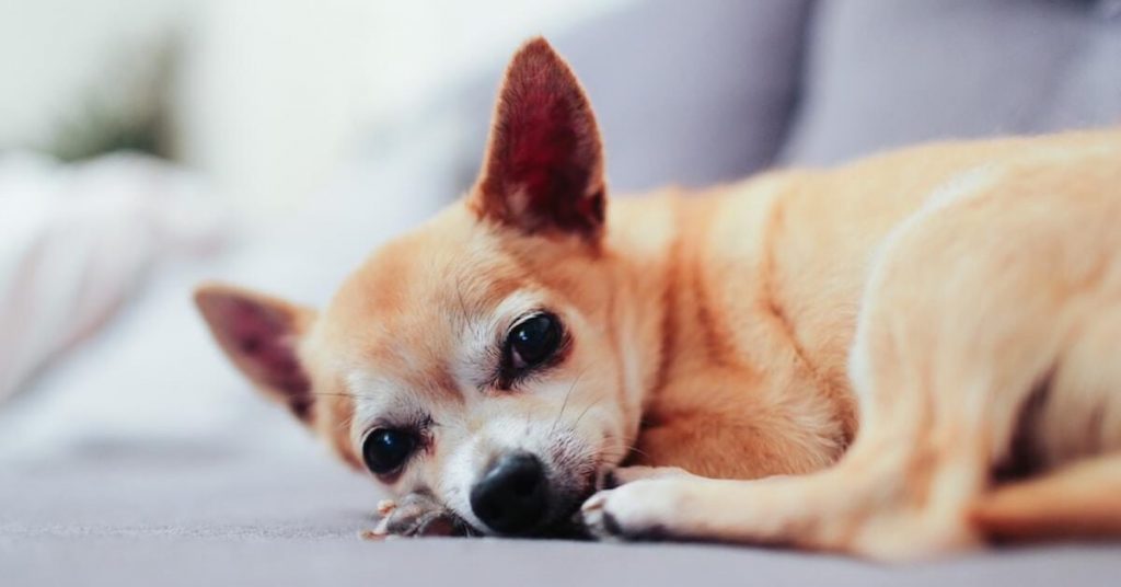 Old-Age In Dogs: 4 Important Signs That Your Dog is Aging