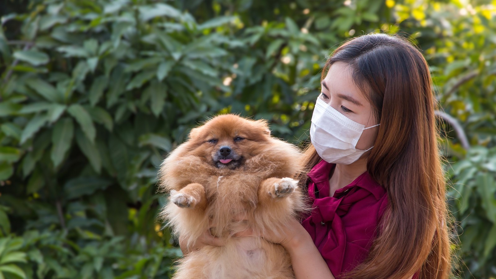 Pet Care Tips For Haze Season in Singapore