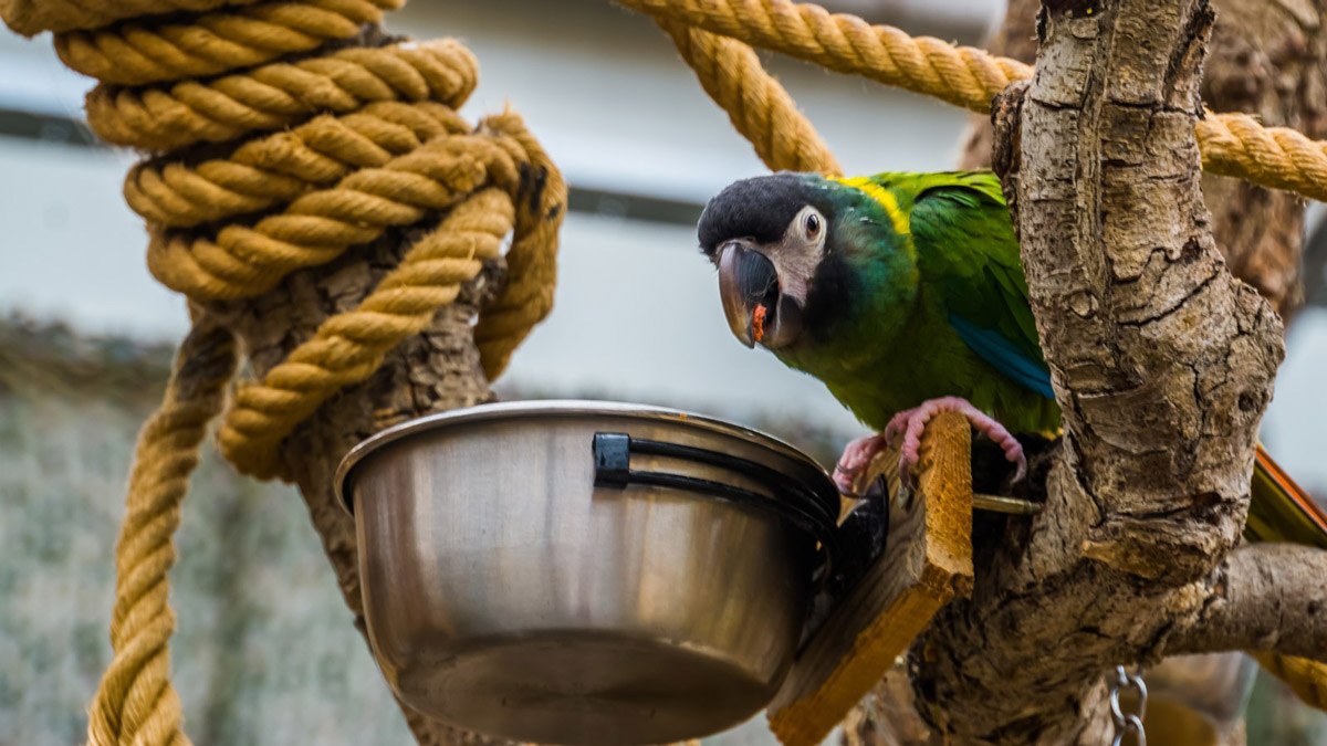 4 Benefits of Feeding Your Bird A Pellet Diet Instead of Seeds