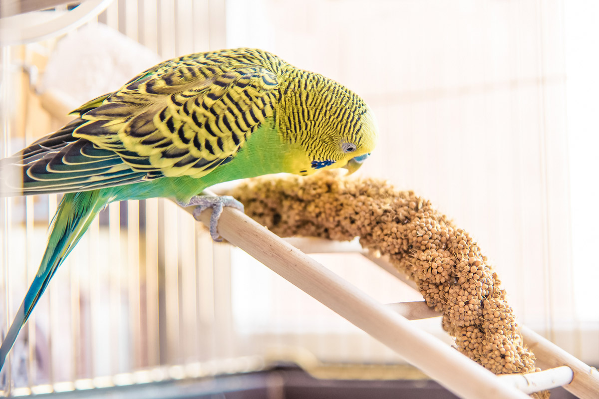 4 Benefits of Feeding Your Bird A Pellet Diet Instead of Seeds