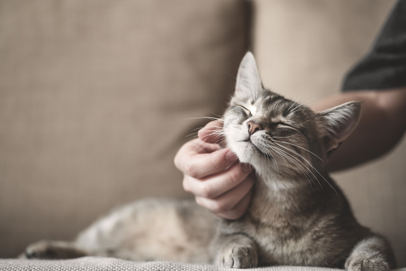 4 Common Cat Diseases That Your Vaccinated Cat Is Still At Risk Of
