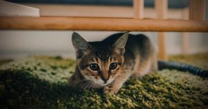 Cat Anxiety: A Pet Parent’s Guide To Calming Down Your Kitty