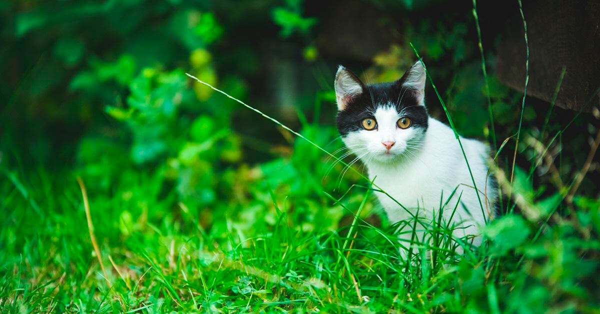 How To Protect Your Outdoor-Roaming Cat