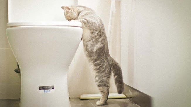 4 Ways to Stop Your Cat From Drinking From The Toilet (And Other Problematic Water Sources)