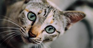 5 Most Common Cat Behavioural Problems & How to Solve Them