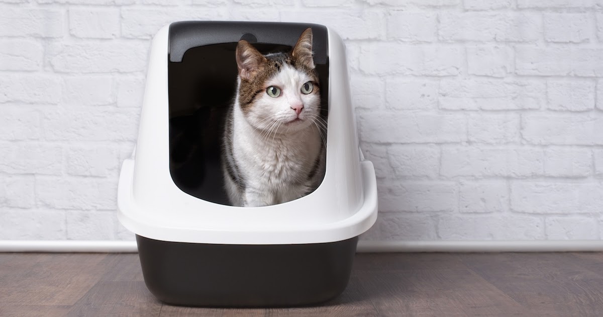 5 Tips on How to Litter Train Your Cat