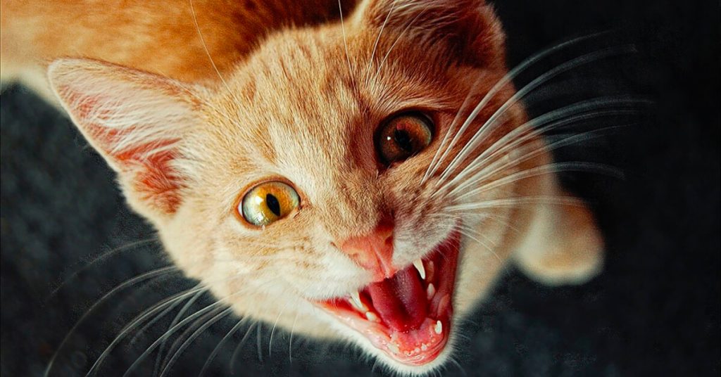 Cat Meows: What is Your Feline Friend Trying to Tell You?