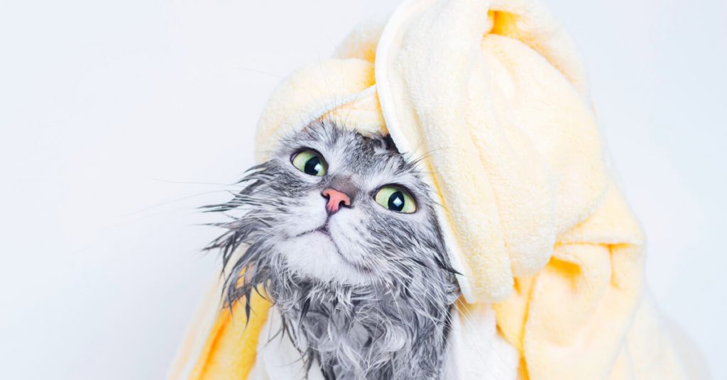 Cats & Baths: Do They Need Them & Other Advice